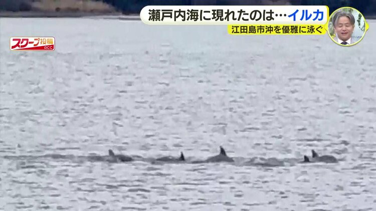 瀬戸内海にイルカの群れか 視聴者が撮影 広島県江田島市沖 | TBS NEWS