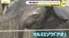 マルミミゾウ「アオ」の生誕1周年イベント　国内初の繁殖成功　全国のファンによる「思い出の一枚」も展示　広島・安佐動物公園　|　RCC NEWS | 広島ニュース | RCC中国放送