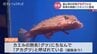 「エサをやっても食べてくれない」飼育担当の女性も困惑…珍魚アカグツ　５年ぶり水族館に登場　富山・魚津市　|　富山のニュース｜天気・防災｜チューリップテレビ