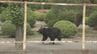 【動画あり】工場内を走るクマ、緊急銃猟へ「クマに噛まれた」通報相次ぐ　次々襲われ男女4人けが　福島市　|　福島のニュース│TUF