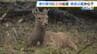 【異例】東大阪市で『シカ目撃』相次ぐ　奈良公園から“縄張り争い”に敗れ流出してきたか…奈良のシカは“えさやり”で過去最多　東大阪市が注意呼びかけ　|　MBSニュース | 関西の最新ニュースを分かりやすく。