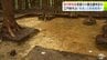 江戸時代の「牧場」の実態解明へ　「相内野牧跡」で飼育していた馬を見張るための「見張り小屋」があった可能性が高い場所が特定　現場が公開される　青森県南部町　|　青森のニュース│ATV NEWS│青森テレビ