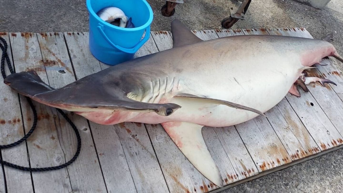 東かがわ市引田沖の瀬戸内海でサメ捕獲 全長2.8メートルの