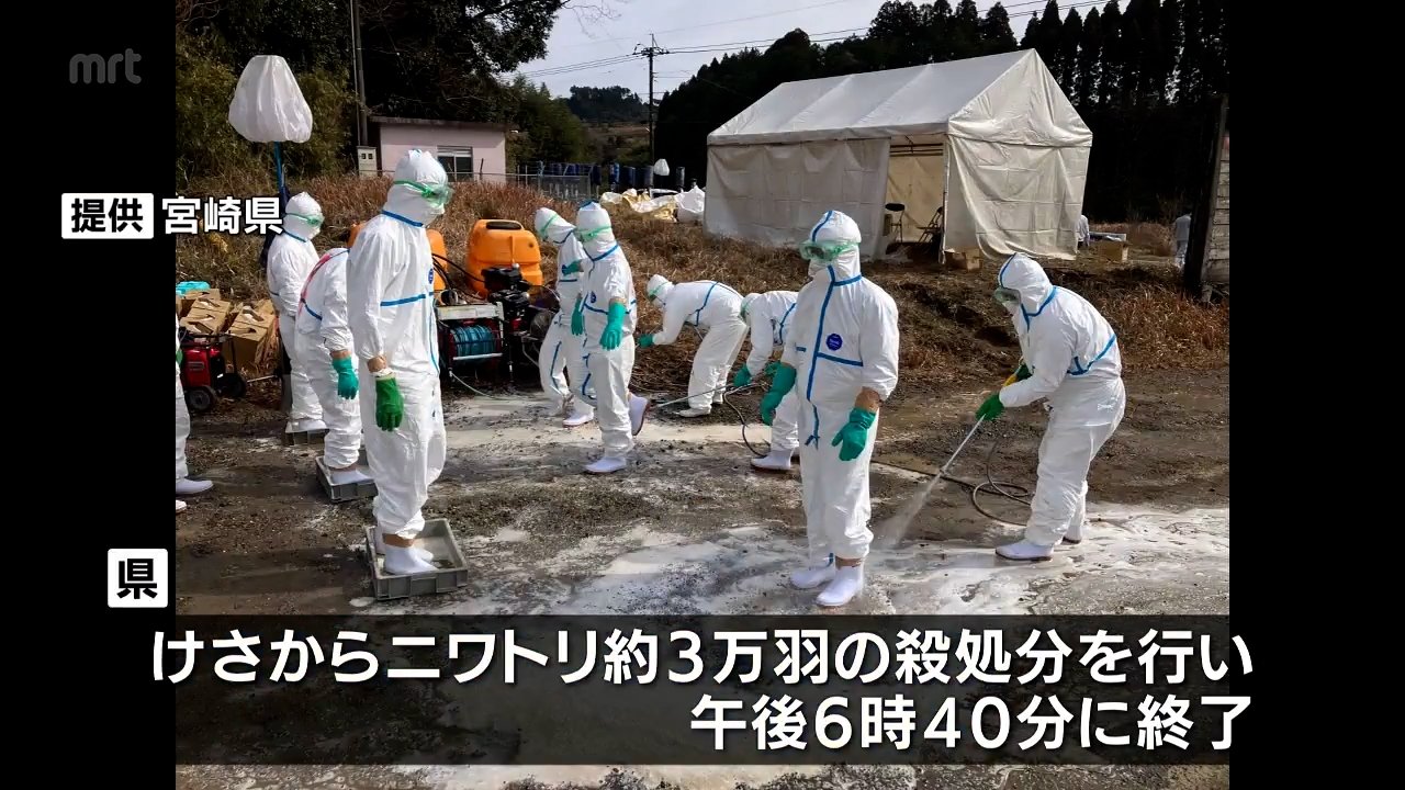 串間市のブロイラー農場で鳥インフルエンザが発生 約3万羽の殺処分終了