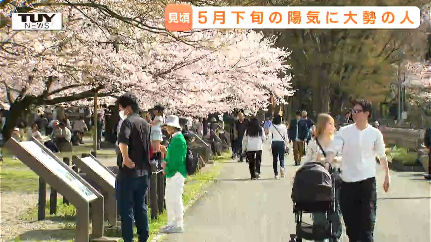 そよ風に揺れる満開の桜！ 山形市・霞城公園の桜が見ごろに 平日ながら