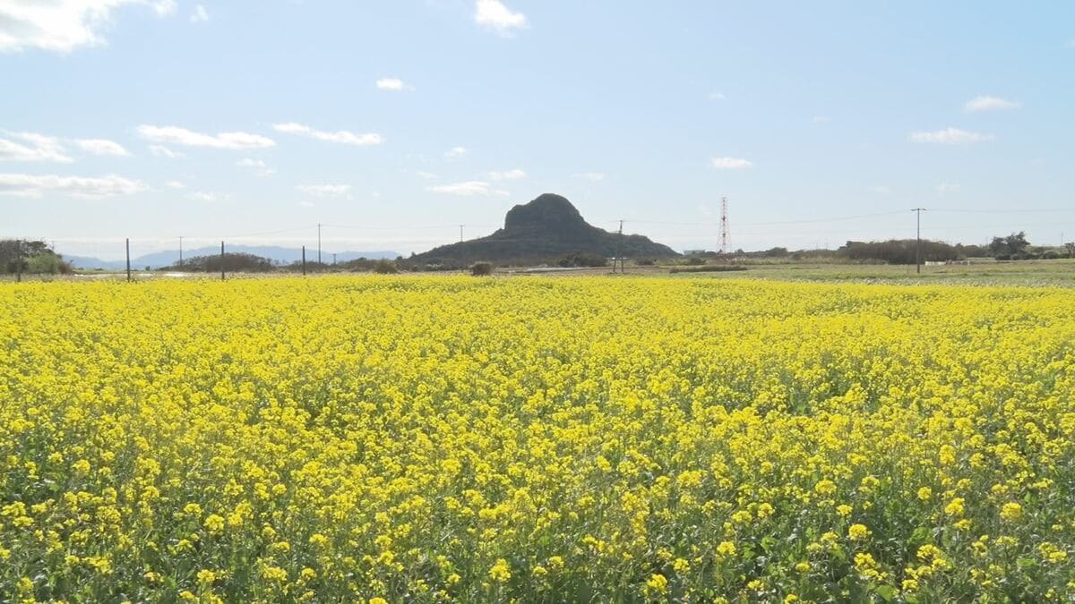 菜の花「マーナ」が伊江島で咲き誇る 新芽はおひたしやチャンプルー