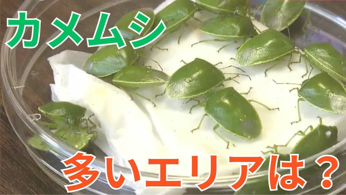 これから「カメムシが多そうなのは…」農水省が3地方を発表 遭遇したら