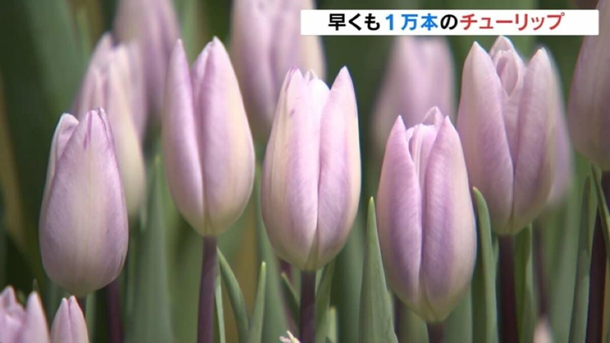 40品種1万本のチューリップ華やかに 一足早く春を演出「春を呼ぶ