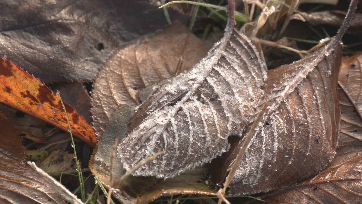 氷点下1.6℃を観測…高山市荘川町六厩では一面に霜  市街地でも最低気温3.3℃と今シーズン一番の寒さに