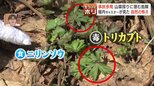 山菜採りに潜む危険…達人に同行してわかった！猛毒トリカブトとそっくりの山菜が隣同士に…プロでも慎重になる判別の難しさ　誤食死亡事故を防ぐには|TBS NEWS DIG