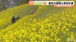 黄色いじゅうたん青空と共演 翠波高原の菜の花が見ごろ【愛媛・四国中央】|TBS NEWS DIG
