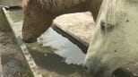 相の沢牧野、今シーズンの馬の放牧始まる　6月にチャグチャグ馬コに参加する馬も　岩手・滝沢市|TBS NEWS DIG