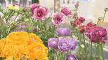 500種もある「ラナンキュラス」で春先取り!魅力は花びら、一体何枚?【市場で旬みっけ!】 | 福島のニュース│TUF