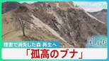 旧足尾銅山近くに立つ「孤高のブナ」 煙害で消失した森を再生する懸命の試み【風をよむ・サンデーモーニング】|TBS NEWS DIG