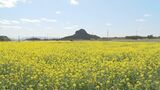 菜の花「マーナ」が伊江島で咲き誇る 新芽はおひたしやチャンプルーなど家庭料理にも|TBS NEWS DIG
