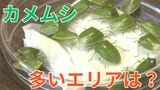 これから「カメムシが多そうなのは…」農水省が3地方を発表 遭遇したら...手軽で便利な「捕獲器」の作り方教えます|TBS NEWS DIG