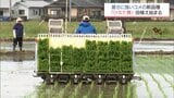 「高温障害で粒小さくなった」猛暑に悩む農家が飛びついた暑さに強いコメの新品種「ひなた舞」とは|TBS NEWS DIG