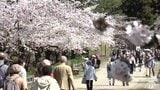 人手は4年連続の200万人超! 推計228万人 会期が過去最長となった2026年の「弘前さくらまつり」 青森県弘前市 | 青森のニュース│ATV NEWS│青森テレビ