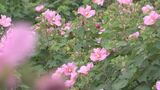 フヨウ見ごろ ピンクや白色の花咲き誇る 杵築市の妙高山宗玄寺 大分 | 大分のニュース|OBS NEWS|大分放送