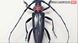 「被害が全県に拡大するおそれ…」特定外来生物に指定「クビアカツヤカミキリ」被害で長野・阿部知事が会見・注意呼びかけ「農業や観光に大きな被害を及ぼすおそれ…」幼虫がサクラやモモなどの樹木に入り、食い荒らして木を枯らす|TBS NEWS DIG