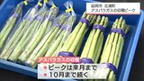 アスパラガスの収穫がピークを迎える　延岡市北浦町の生産農家|TBS NEWS DIG