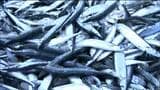 北海道沖1000㎞で獲れた“大型サンマ”が女川港に 120〜150gの秋の味覚 去年より10日遅い水揚げ 宮城・女川町 | 宮城のニュース│tbc NEWS│tbc東北放送