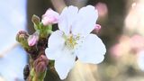 静岡県でもサクラ開花!去年より11日遅い発表　静岡市では26.9℃の夏日　|　静岡のニュース | SBSNEWS | 静岡放送