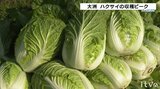 鍋料理に欠かせないハクサイ!収獲がピーク迎える 一方、農家の高齢化に伴い出荷量は減少見込み | 愛媛のニュース - Nスタえひめ|あいテレビは6チャンネル