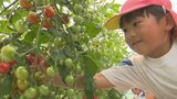 「90個とれた」 保育園児が甘いミニトマトの収穫に挑戦 山梨・中央市|TBS NEWS DIG