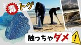 有毒のホシフグ１万５０００匹を漂着した海岸で回収…「見つけても触らないで」福岡市　|　福岡のニュース｜RKB NEWS｜RKB毎日放送