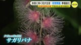 “神秘的な” 夜の植物園を楽しんで 夜にしか咲かない貴重な花も 広島市植物公園で7日から|TBS NEWS DIG