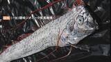 危険を察知して自ら胴体を切り分離…”自切” 定置網にかかったリュウグウノツカイ 島根県隠岐の島町|TBS NEWS DIG