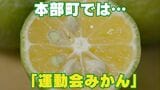 本部町伊豆味で“運動会みかん”と呼ばれる特産…今が旬の「〇ー〇〇ー」 | 沖縄のニュース|RBC 琉球放送