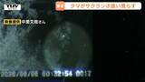 【動画あり】カメラがとらえた「さくらんぼを食い荒らすクマ」　村山市で佐藤錦の木が食害に　箱ワナ設置も検討か　米沢市では目撃場所近くにクマとみられる足跡も…相次ぐクマに警戒（山形）　|　山形のニュース│TUYテレビユー山形