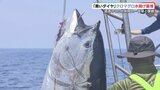 “黒いダイヤ”クロマグロ豊漁!冬場に多く水揚げ→初夏にも見られるように「一獲千金じゃないが値段は◎」漁業者の挑戦と資源を守る制限とは |TBS NEWS DIG
