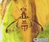 ゴーヤーの大敵 沖縄本島で今年3月に初確認されたセグロウリミバエを一斉防除 今帰仁村・沖縄 | 沖縄のニュース|RBC 琉球放送