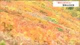 「今まで見た紅葉では一番」登山客に『神のじゅうたん』と呼ばれる山はどこ?猛暑で遅れた紅葉ようやく見ごろ|TBS NEWS DIG