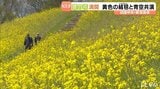 黄色いじゅうたん青空と共演 翠波高原の菜の花が見ごろ【愛媛・四国中央】　|　愛媛のニュース - Nスタえひめ｜あいテレビは6チャンネル
