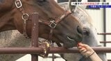 「人、動物、自然がテーマ」 3S VILLAGE八幡平 プレオープンを前に地域住民や関係者を招き施設を公開 カフェ、馬の餌やり体験も 岩手|TBS NEWS DIG