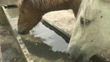 相の沢牧野、今シーズンの馬の放牧始まる　6月にチャグチャグ馬コに参加する馬も　岩手・滝沢市　|　IBC NEWS | IBC岩手放送