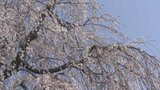 “福”と“寿”を授かるように「福寿桜」と呼ばれる シダレザクラが満開に 市川三郷町・福寿院 | 山梨のニュース | UTYテレビ山梨
