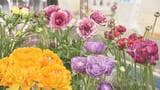500種もある「ラナンキュラス」で春先取り!魅力は花びら、一体何枚?【市場で旬みっけ!】 | 福島のニュース│TUF