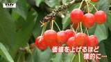 今年も発生したさくらんぼの盗難被害 被害を防ぐためには　|　山形のニュース│TUYテレビユー山形