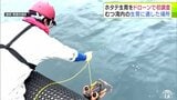 不漁続く「陸奥湾のホタテ」　生産再生に向けて青森市漁協が「水中ドローン」によるホタテガイの生育分布の調査を初めて実施　来年度の放流場所など参考にできるよう10月頃をめどに結果取りまとめの予定|TBS NEWS DIG