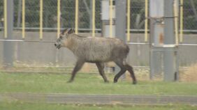 横断歩道をゆっくり横断…運転免許センターに「ニホンカモシカ」現る　一部の技能試験に遅れ　福島|TBS NEWS DIG