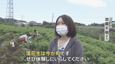 梨 シイタケ 落花生 旬を迎える 秋の味覚 をいち早く おいしく楽しい収穫体験が人気 Tbs News Dig フォトギャラリー