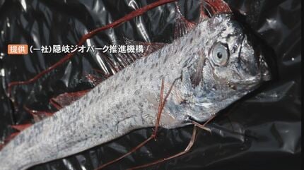 危険を察知して自ら胴体を切り分離…”自切” 定置網にかかった