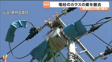 停電の原因となる電柱のカラスの巣を撤去 2026年は例年以上のペースで