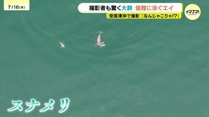 なんじゃこりゃ⁉初めて見た」 撮影者も驚いたエイの大群 広島県沖の