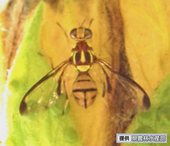 ゴーヤーの大敵　沖縄本島で今年３月に初確認されたセグロウリミバエを一斉防除　今帰仁村・沖縄　　|　沖縄のニュース｜RBC 琉球放送